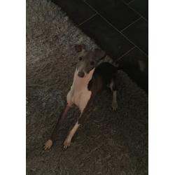 Italian greyhound