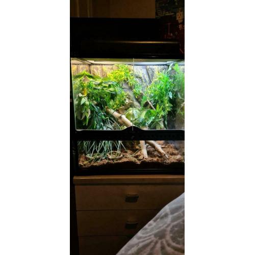 Reptile tank
