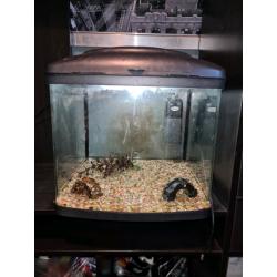 Fish tank setup