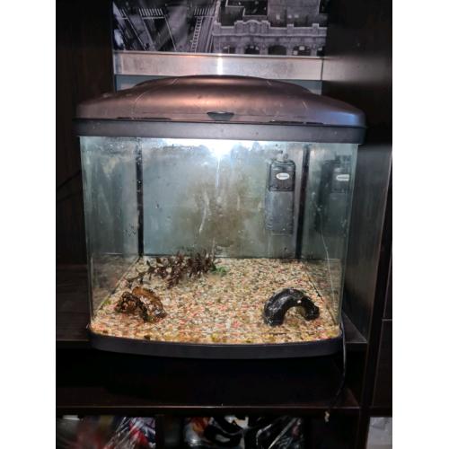 Fish tank setup