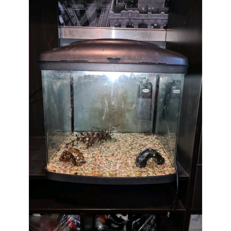 Fish tank setup