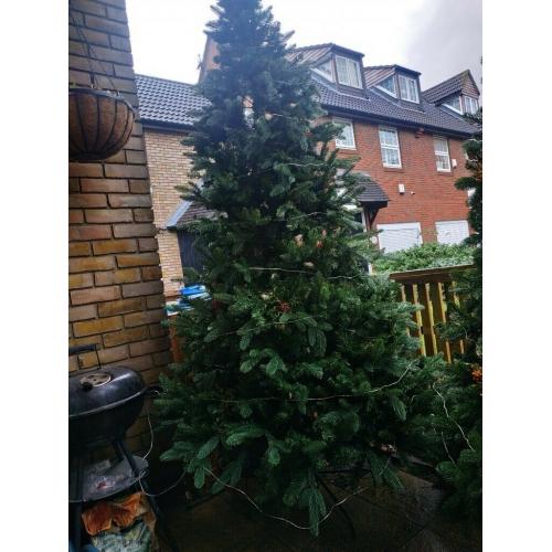 Christmas trees