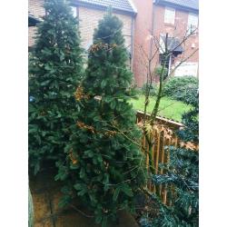 Christmas trees