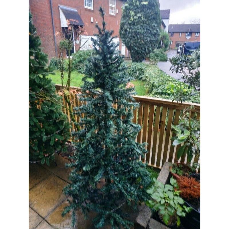 Christmas trees