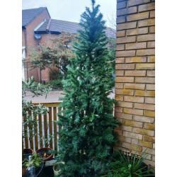 Christmas trees