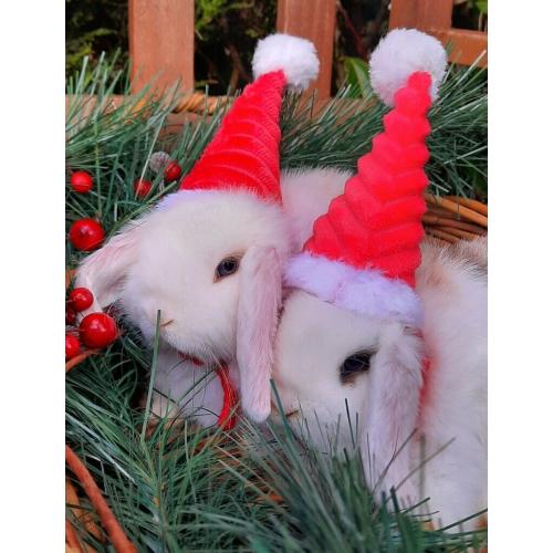 Baby Rabbits