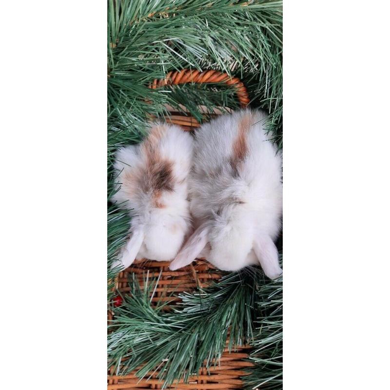Baby Rabbits