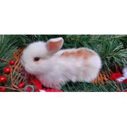 Baby Rabbits