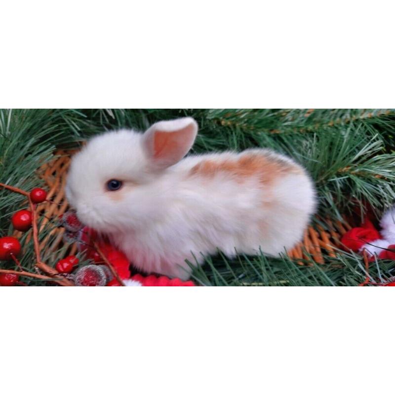 Baby Rabbits