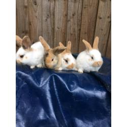 Rabbits - Mixed breed babies