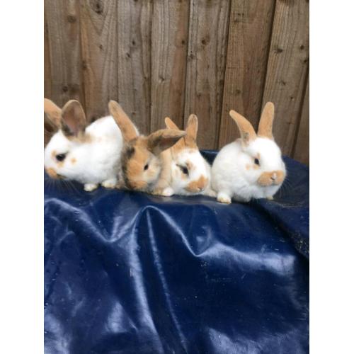 Rabbits - Mixed breed babies