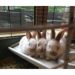 Rabbits - Mixed breed babies