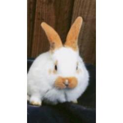 Rabbits - Mixed breed babies