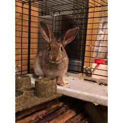 Rabbits - Mixed breed babies
