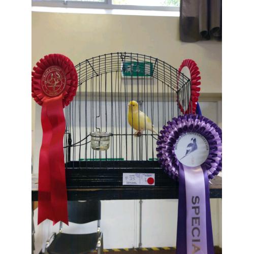 canaries for sale
