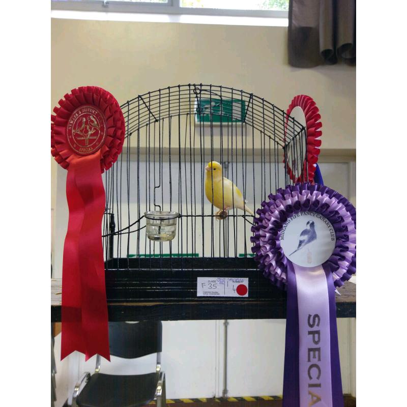 canaries for sale