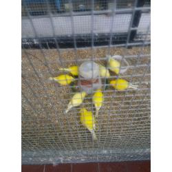 canaries for sale