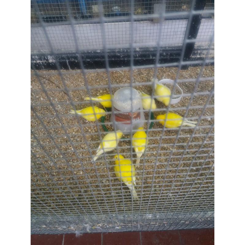 canaries for sale