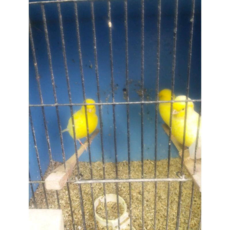 canaries for sale