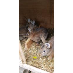 Rabbit