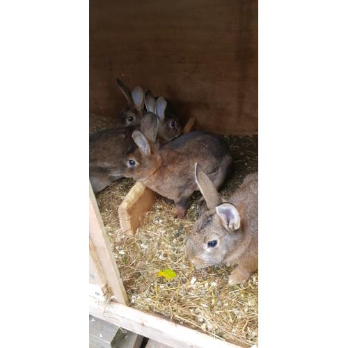Rabbit