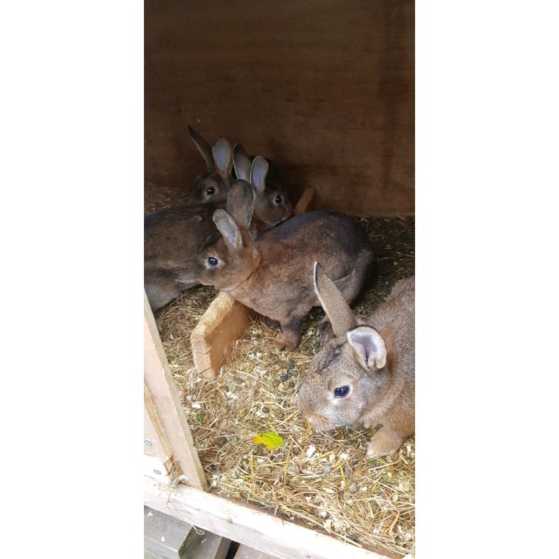 Rabbit