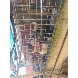 13 laying chickens for sale