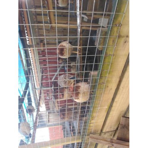 13 laying chickens for sale