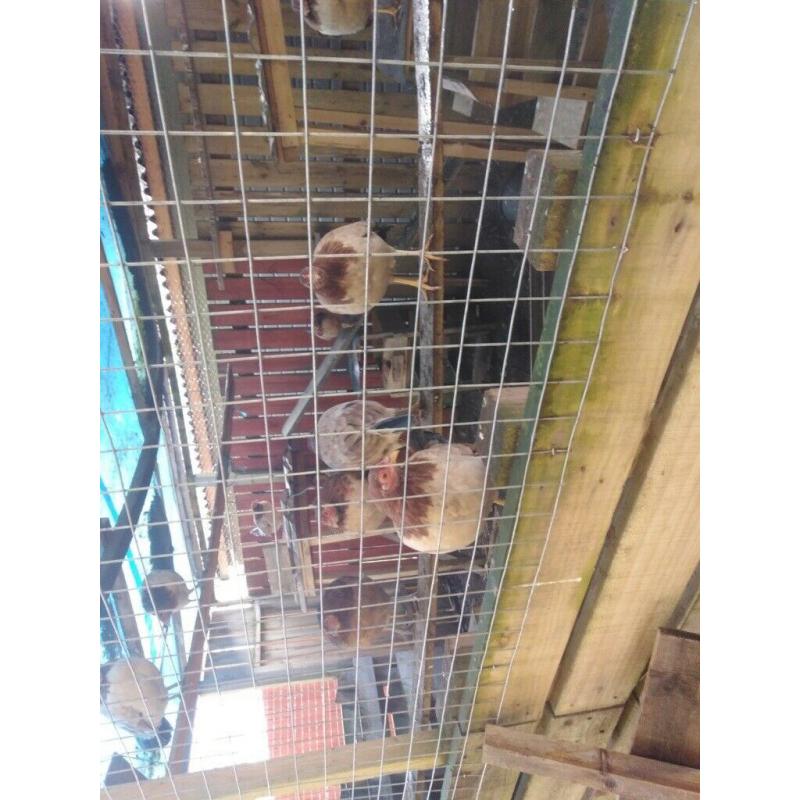 13 laying chickens for sale
