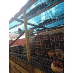 13 laying chickens for sale