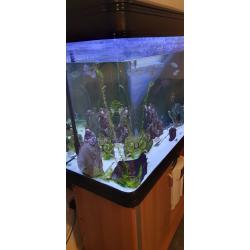 Fish tank with all accessories