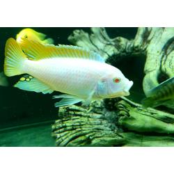 Star saphire /Tropical fish Malawi cichlid mbuna variety for sale