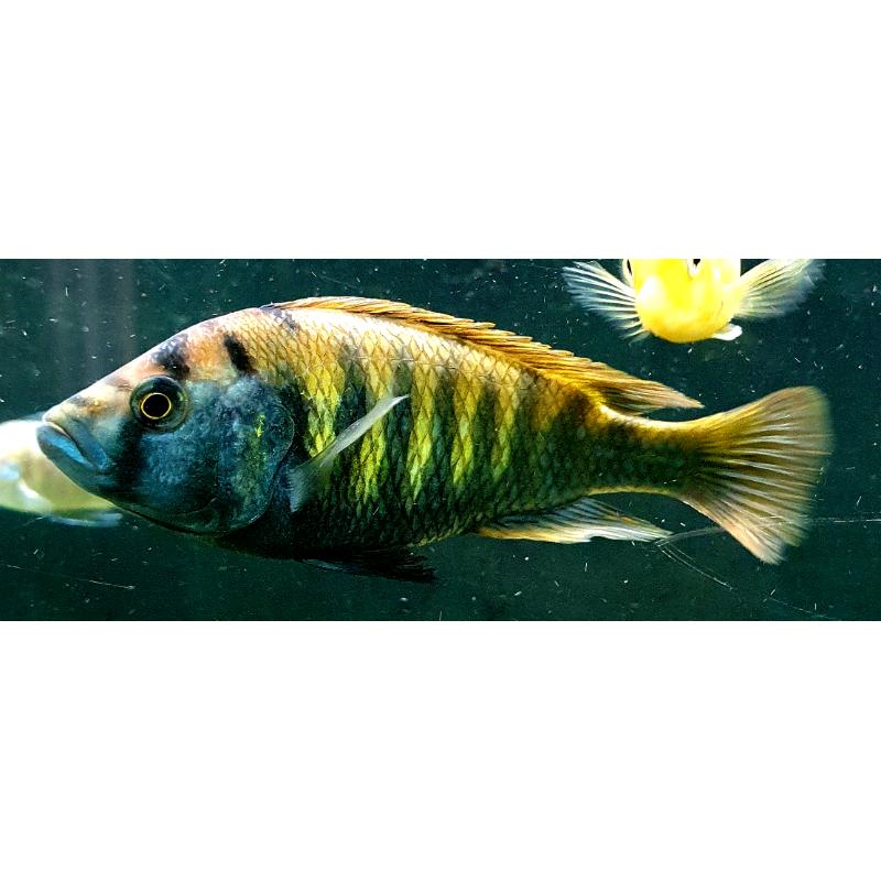 Star saphire /Tropical fish Malawi cichlid mbuna variety for sale