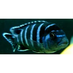 Star saphire /Tropical fish Malawi cichlid mbuna variety for sale