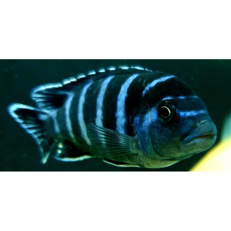 Star saphire /Tropical fish Malawi cichlid mbuna variety for sale