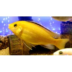 Star saphire /Tropical fish Malawi cichlid mbuna variety for sale