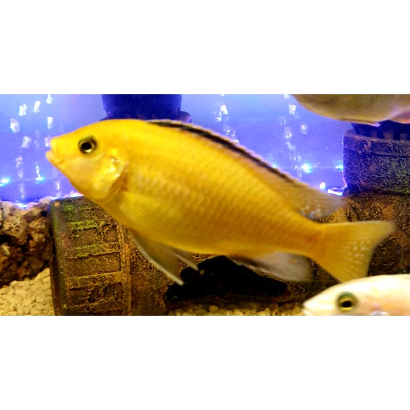 Star saphire /Tropical fish Malawi cichlid mbuna variety for sale