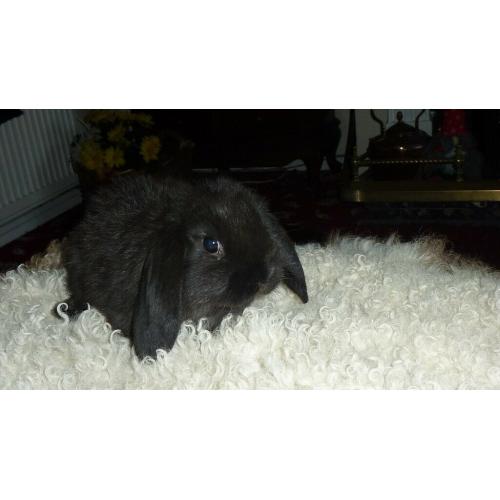 baby rabbits