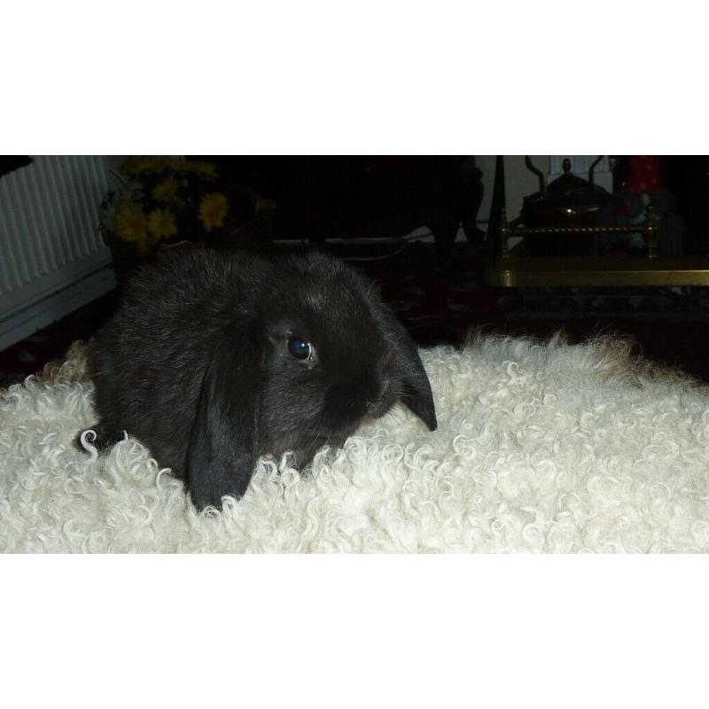 baby rabbits