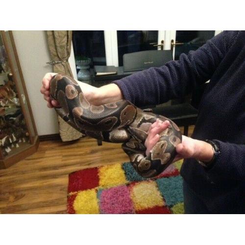 ROYAL PYTHON AND FULL SET UP FOR SALE
