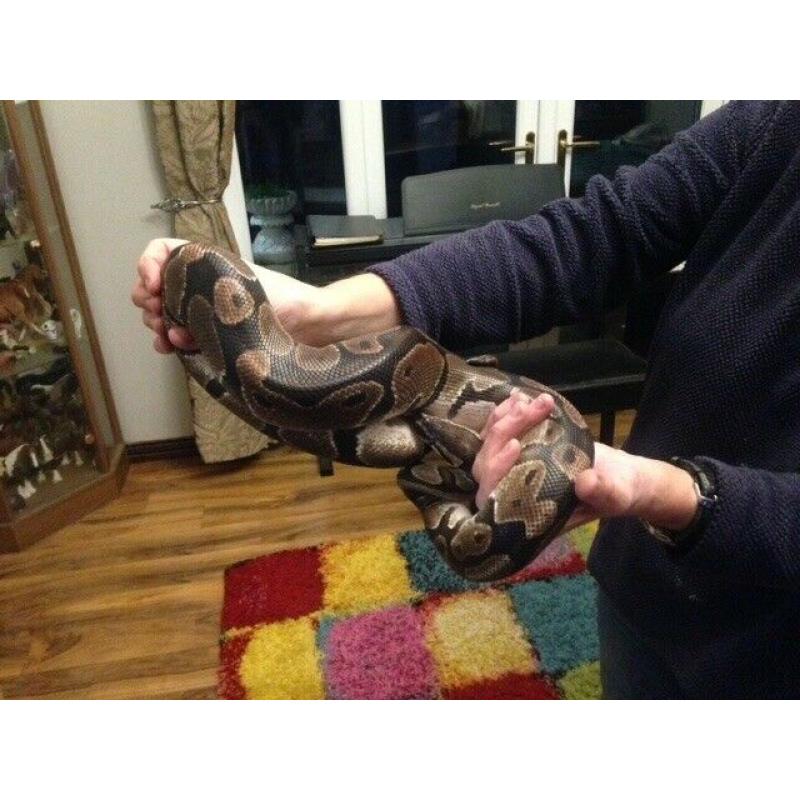 ROYAL PYTHON AND FULL SET UP FOR SALE