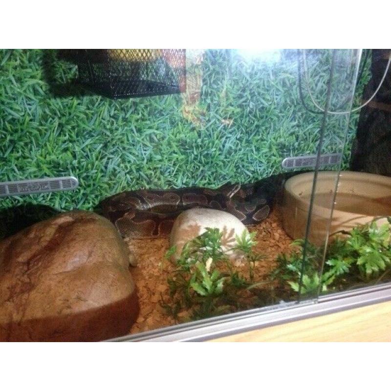 ROYAL PYTHON AND FULL SET UP FOR SALE