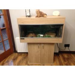 ROYAL PYTHON AND FULL SET UP FOR SALE