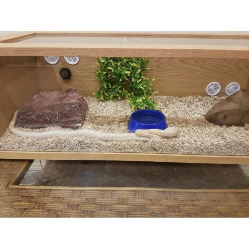 Corn snake + 3ft tank