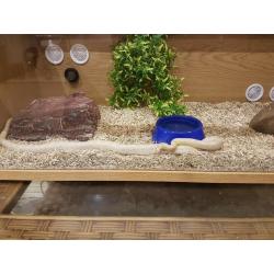 Corn snake + 3ft tank