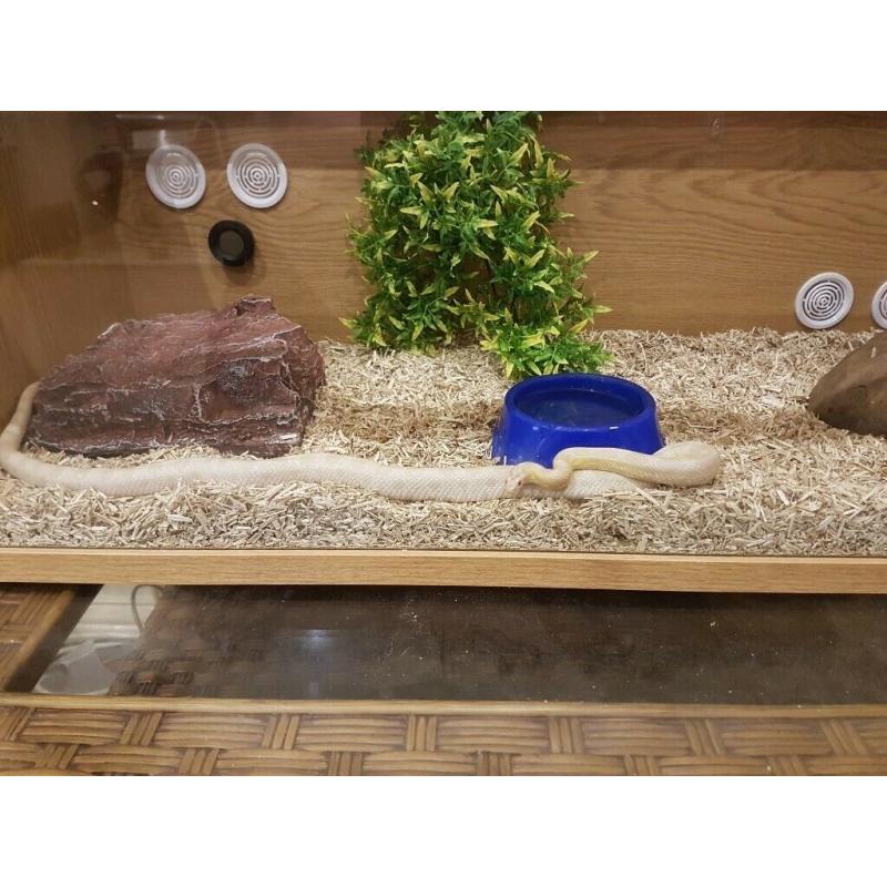 Corn snake + 3ft tank