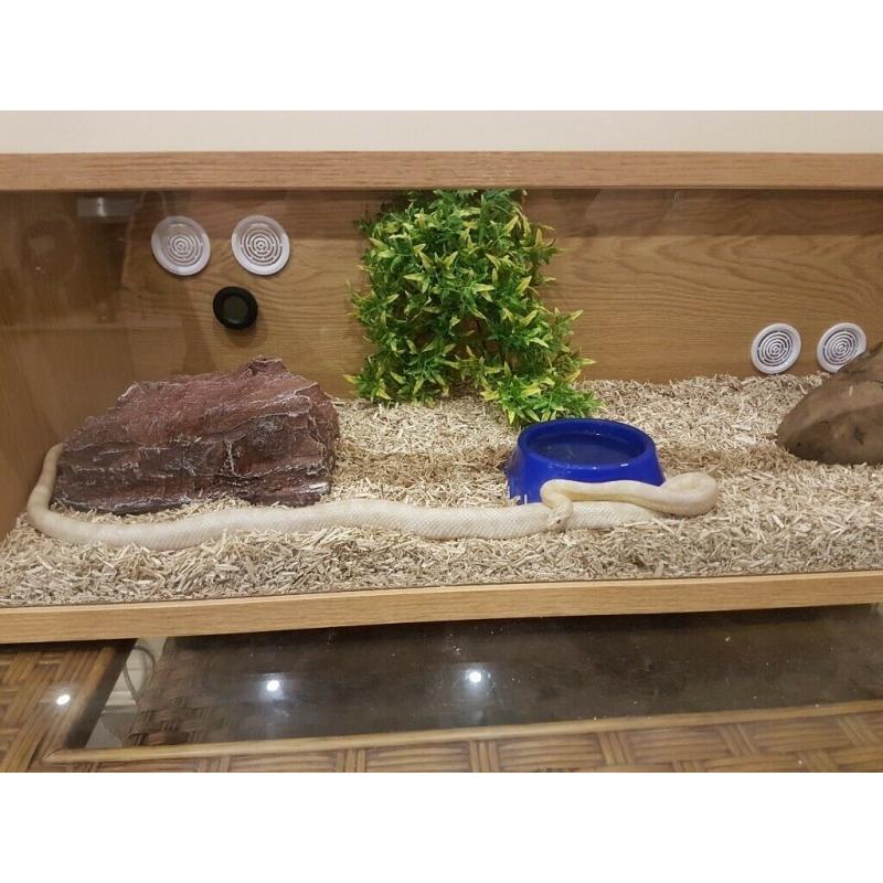 Corn snake + 3ft tank