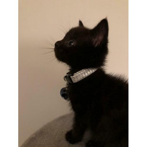 Male Siamese cross kitten - SOLD