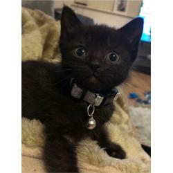Male Siamese cross kitten - SOLD