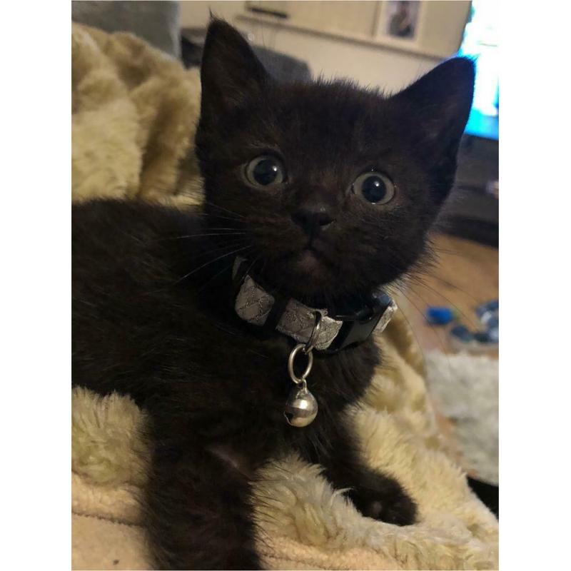 Male Siamese cross kitten - SOLD
